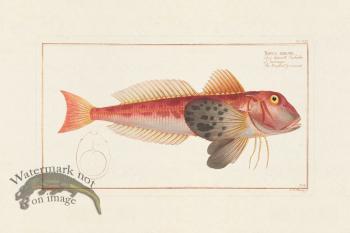 BLOCH FISH 354